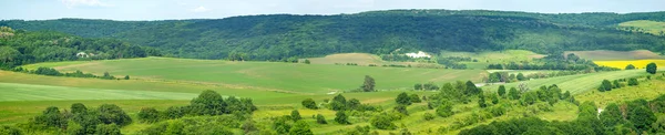 Bellissimo Paesaggio Estivo Campo Seminato Verde Una Giornata Sole — Foto Stock