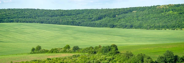 Beautiful Summer Landscape Green Sown Field Sunny Day — Stock fotografie