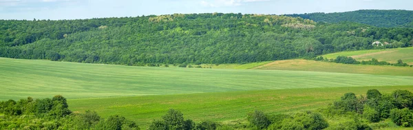 Vackert Sommarlandskap Grönt Sås Fält Solig Dag — Stockfoto