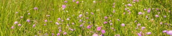 Fiori Knautia Vicino Prato Estate — Foto Stock