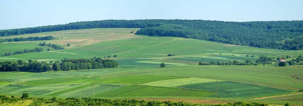 Beautiful Summer Landscape Green Sown Field Sunny Day — Photo