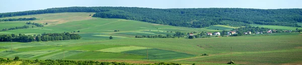 Beautiful Summer Landscape Green Sown Field Sunny Day — Stock Photo, Image