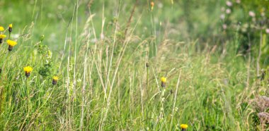 Çayırdaki uzun otlar... Kapatın, yaz manzarası...