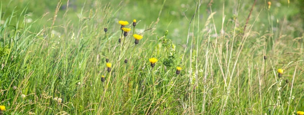 Tall Grass Meadow Close Summer Landscape — Stock Photo, Image