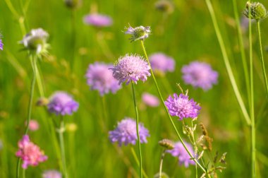 Knautia çiçekleri yazın bir çayırda toplanır.