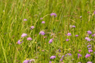 Knautia çiçekleri yazın bir çayırda toplanır.