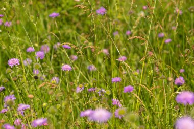 Knautia çiçekleri yazın bir çayırda toplanır.