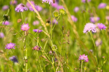 Knautia çiçekleri yazın bir çayırda toplanır.