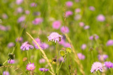 Knautia çiçekleri yazın bir çayırda toplanır.