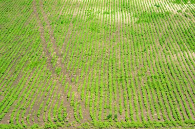 Rural landscape, green field sown with soybeans on a summer day
