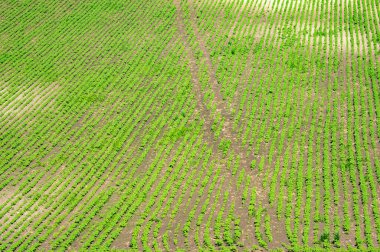Rural landscape, green field sown with soybeans on a summer day