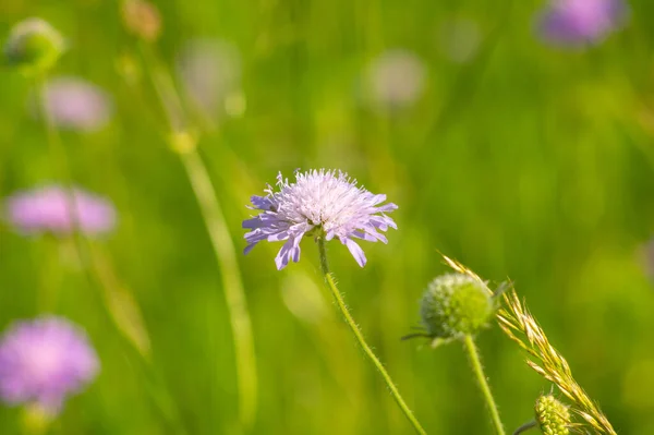 Flowers Knautia Close Meadow Summer — Photo