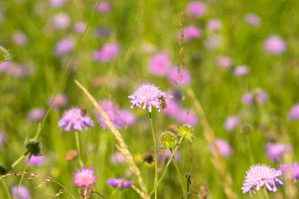 Flowers Knautia Close Meadow Summer — Photo
