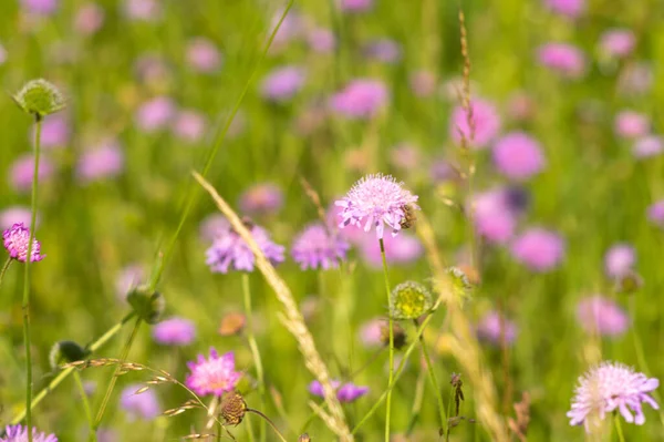 Цветы Кнаутиа Закрываются Лугу Летом — стоковое фото