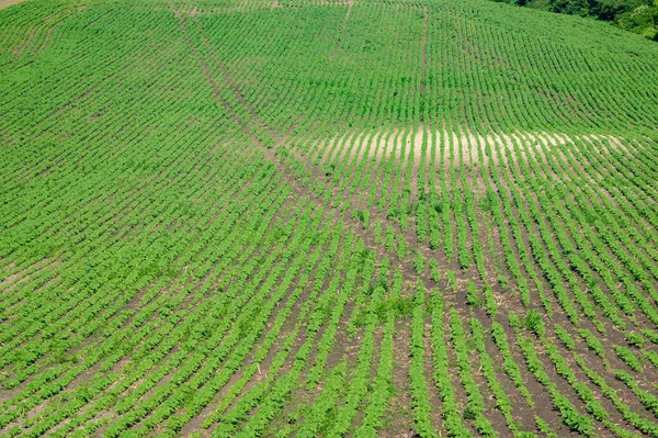 Ländliche Landschaft Grüne Wiese Einem Sommertag Mit Sojabohnen Gesät — Stockfoto