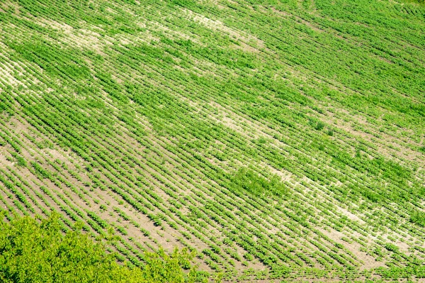 田園風景 夏の日に大豆で播種された緑のフィールド — ストック写真