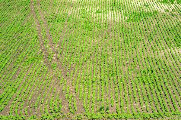 Rural Landscape Green Field Sown Soybeans Summer Day — Fotografia de Stock