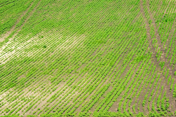 Rural Landscape Green Field Sown Soybeans Summer Day — Fotografia de Stock