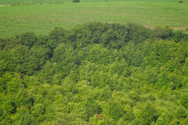Summer landscape, green bushes and trees from a height