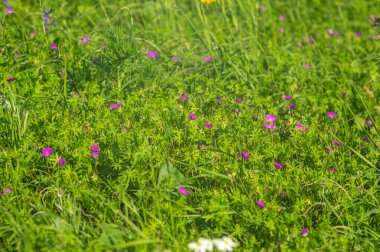 Geranium sanguineum, common names bloody crane's-bill or bloody geranium close up on a meadow in summer