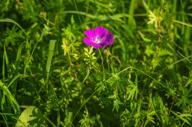 Geranium sanguineum, common names bloody crane's-bill or bloody geranium close up on a meadow in summer