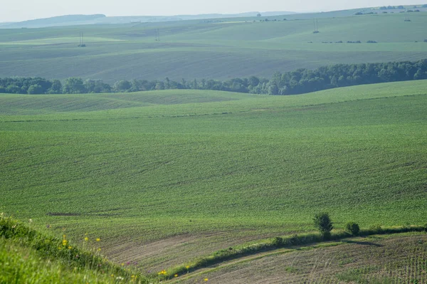 Beautiful Summer Countryside Landscape Ukraine — Foto de Stock