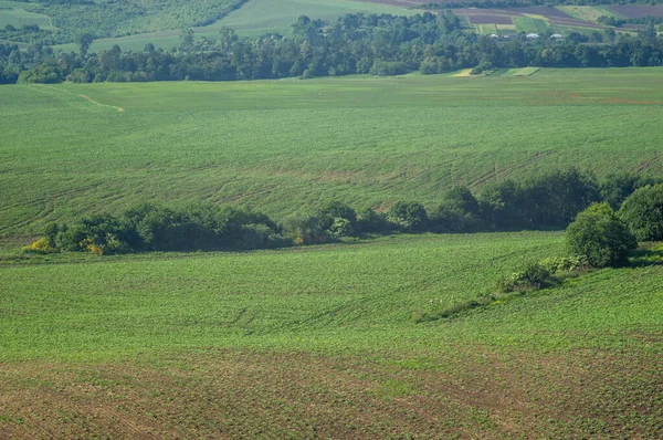 Красивий Краєвид Літньої Сільської Місцевості Україні — стокове фото