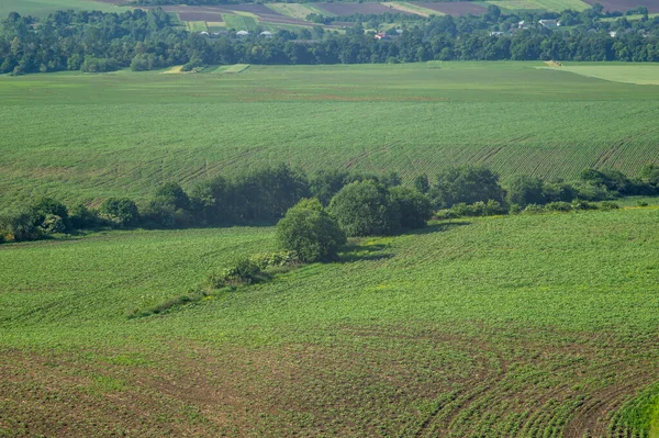 Красивий Краєвид Літньої Сільської Місцевості Україні — стокове фото