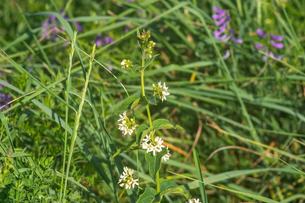 Vincetoxicum Hirundinaria Commonly Named White Swallow Wort Close Meadow Summer — Foto de Stock