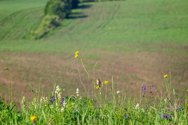 夏に小さな鳥が畑や花を背景に花の茎に座っています — ストック写真