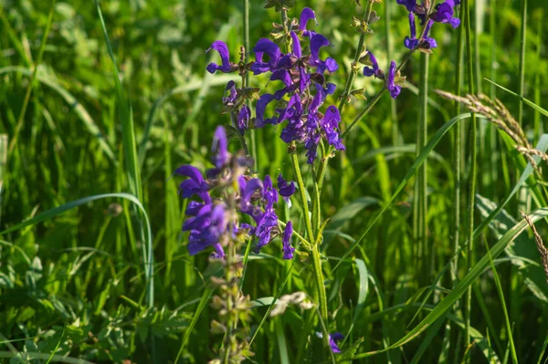Flowers Salvia Close Meadow Summer — Foto de Stock