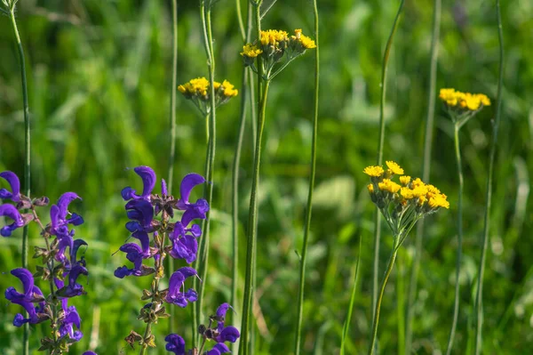 Flowers Tansy Close Meadow Summer — Foto de Stock