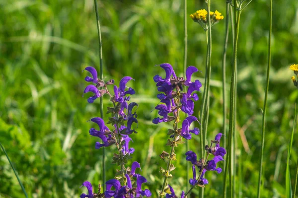 Flowers Salvia Close Meadow Summer — Foto de Stock