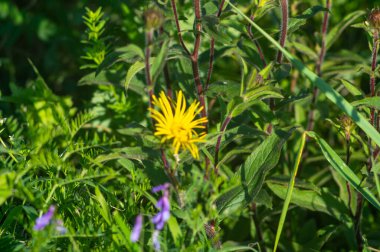Inula 'nın çiçekleri yazın bir çayırda toplanır.