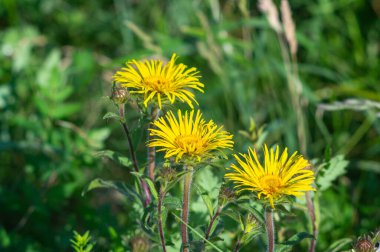 Inula 'nın çiçekleri yazın bir çayırda toplanır.