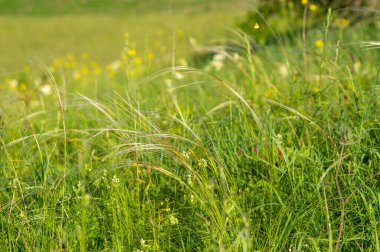 Bir tarlada yetişen tüylü otlar. Yakın, güzel yaz manzarası.
