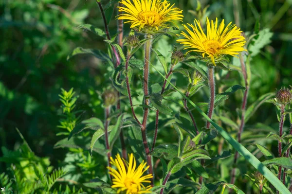 Fiori Inula Vicino Prato Estate — Foto Stock