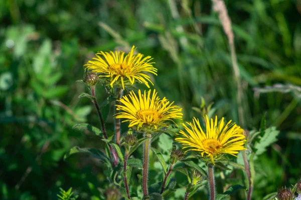 Blommor Inula Upp Äng Sommaren — Stockfoto