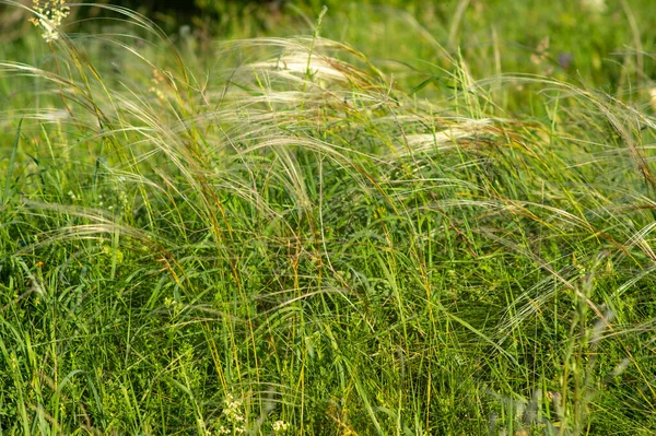 Feather Grass Growing Field Close Beautiful Summer Landscape — Φωτογραφία Αρχείου