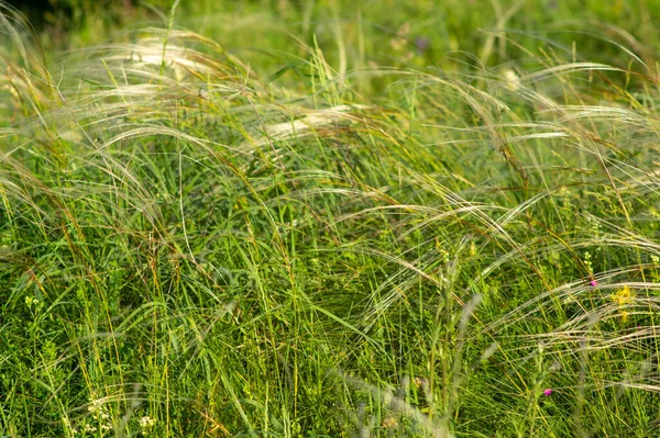 Feather Grass Growing Field Close Beautiful Summer Landscape — Φωτογραφία Αρχείου