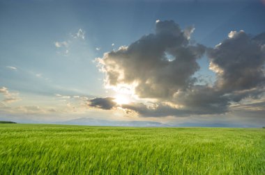 Beautiful summer landscape, sun rays at sunset over wheat field in Ukraine