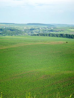 Yazın Ukrayna 'da yeşil bir tarlanın güzel manzarası