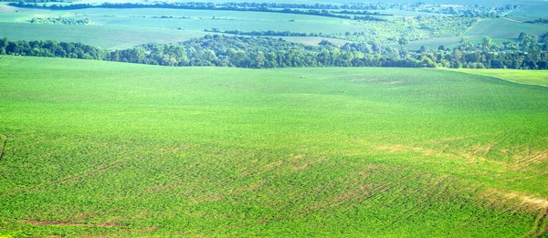 Beautiful Panorama Green Field Summer Ukraine — 스톡 사진