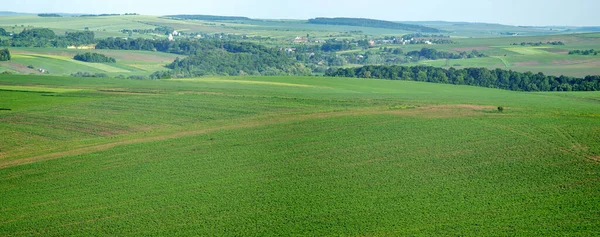 Чудова Панорама Зеленого Поля Влітку Україні — стокове фото