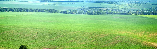 Piękna Panorama Zielonego Pola Lecie Ukrainie — Zdjęcie stockowe