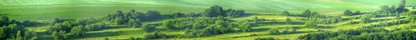 Чудова Панорама Зеленого Поля Влітку Україні — стокове фото