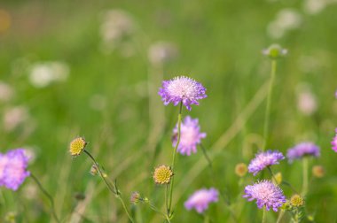 Knautia çiçekleri yazın bir çayırda toplanır.