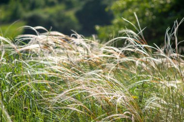 Çayırda tüy otları yakın, Avrupa 'nın güzel yaz manzarası