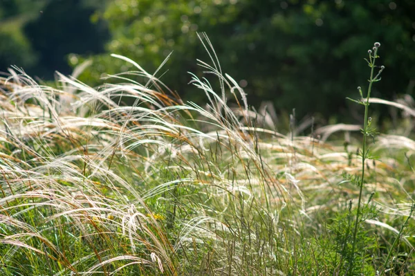 Feather Grass Meadow Close Beautiful Summer Landscape Europe — Φωτογραφία Αρχείου