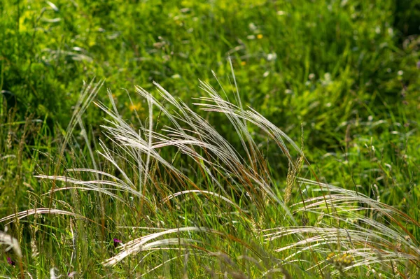 Feather Grass Meadow Close Beautiful Summer Landscape Europe — Foto Stock